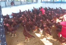 नई प्रजाति की मुर्गी का उत्पादन हुआ मोहितनगर सरकारी फॉर्म में