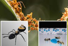 चींटियों की कार्यकुशलता को देखकर रोबोटिक्स में हुआ नया कमाल