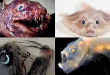 गहरे समुद्र के कई नई प्रजातियों का पता चला