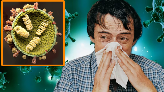 वायरस के जरिए इंफ्लूएंजा के ईलाज की तैयारी