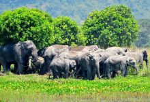 पर्यावरण संरक्षण में महत्वपूर्ण भूमिका निभाते हैं जंगली हाथी