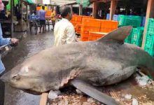 विशाल आकार का शार्क फंसा मछुआरे की जाल में