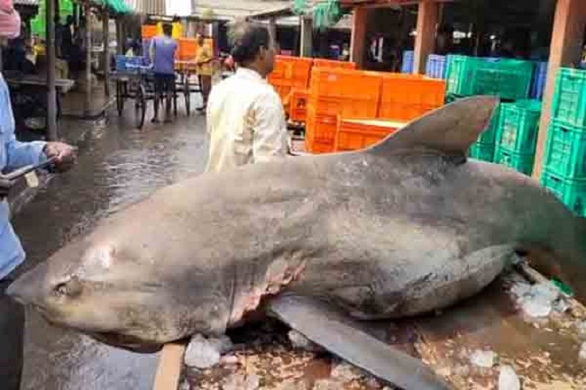 विशाल आकार का शार्क फंसा मछुआरे की जाल में