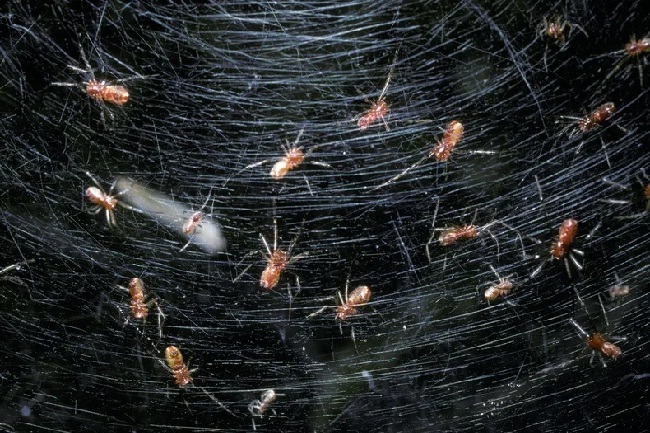मकड़ियों के समूह को कीट नियंत्रण में उपयोग