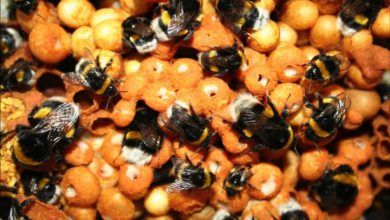 मधुमक्खियां अनुभवी को देखकर नया काम सीखती हैं