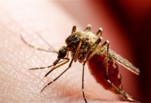“परमाणु हथियार” से मच्छरों पर नियंत्रण का अभियान