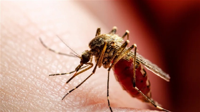 “परमाणु हथियार” से मच्छरों पर नियंत्रण का अभियान