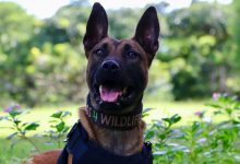 प्रशिक्षित कुत्ता दक्षिण अफ्रीका में राइनो की जान बचा रहा