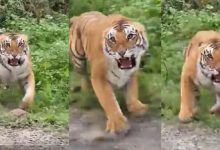 नाराज बाघ के हमले से बाल बाल बचे पर्यटक