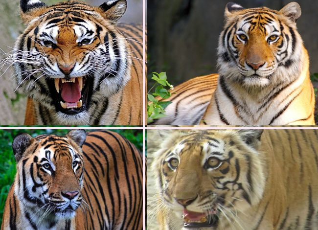 पहली बार बाघों के बारे में हुए शोध से रोचक जानकारी मिली