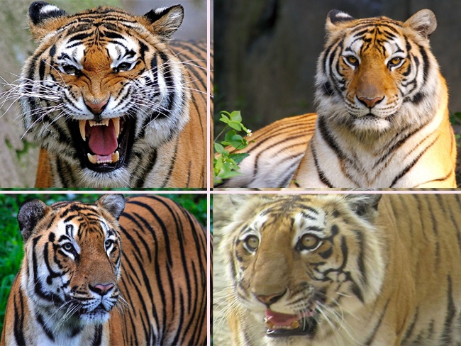 पहली बार बाघों के बारे में हुए शोध से रोचक जानकारी मिली