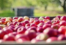 खास किस्म के सेबों के आयात पर प्रतिबंध
