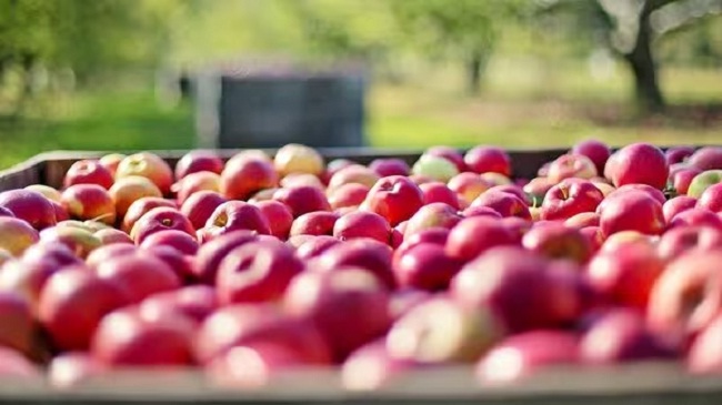 खास किस्म के सेबों के आयात पर प्रतिबंध