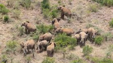 किसान और हाथियों का टकराव खतरनाक मोड़ पर, देखें वीडियो
