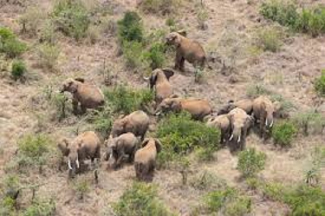 किसान और हाथियों का टकराव खतरनाक मोड़ पर, देखें वीडियो