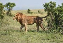 चरवाहों ने सबसे पुराने शेर सहित ग्यारह को मार डाला