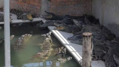 कंबोडिया में 40 मगरमच्छों के हमले में फॉर्म मालिक की मौत