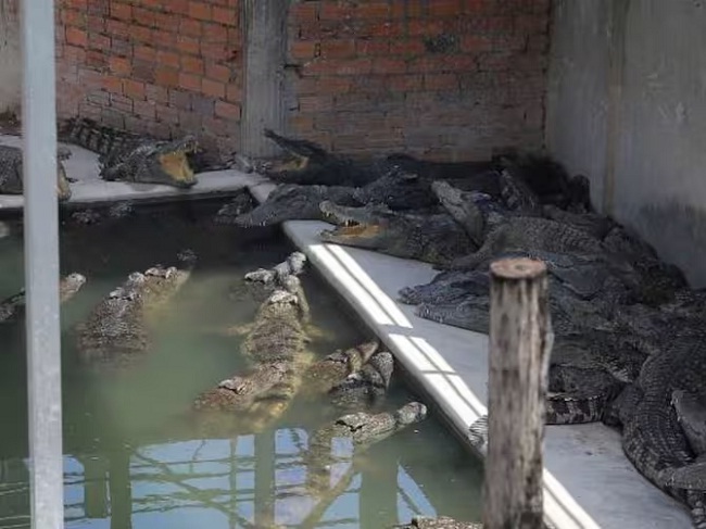 कंबोडिया में 40 मगरमच्छों के हमले में फॉर्म मालिक की मौत