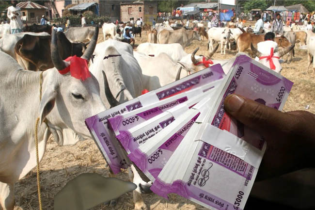 गाय खरीद बिक्री में चल रहे हैं जाली नोट