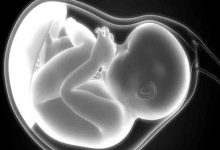 प्रयोगशाला में बने कृत्रिम मानव भ्रूण. तस्वीर जारी
