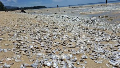 थाईलैंड के समुद्र तट हजारों मरी हुई मछलियों भरी