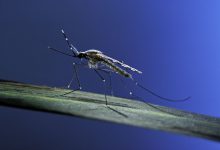 बीस साल के बाद अमेरिका में फिर से मलेरिया फैल रहा
