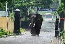 सेना छावनी में जंगली हाथी जवान जान बचाकर भागे