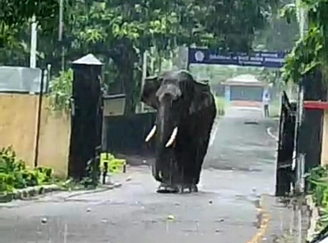 सेना छावनी में जंगली हाथी जवान जान बचाकर भागे