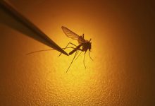 विश्व स्वास्थ्य संगठन ने डेंगू को लेकर चेतावनी दी