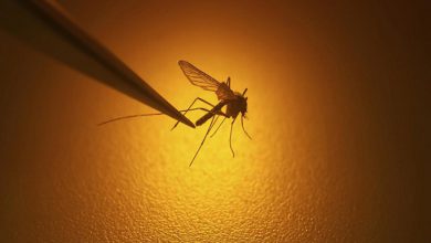 विश्व स्वास्थ्य संगठन ने डेंगू को लेकर चेतावनी दी