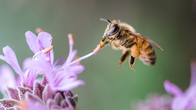 मधुमक्खियों को घातक वायरस से बचाव में मदद मिली
