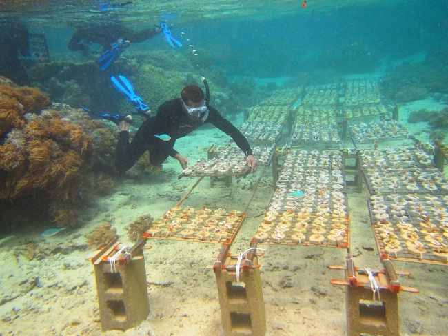 समुद्र में मूंगा बस्तियों को आबाद करने की नई तकनीक