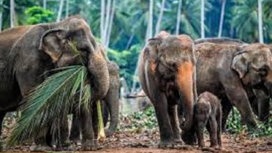 जंगली हाथी भी सोच समझकर भोजन लेते हैं