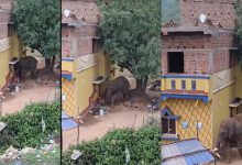 दल से बिछड़े हाथी के आतंक से ग्रामीण परेशान, देखें वीडियो