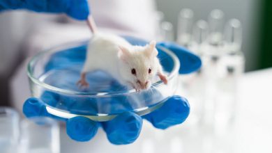 वैज्ञानिकों ने चूहों के बहरापन को ठीक किया