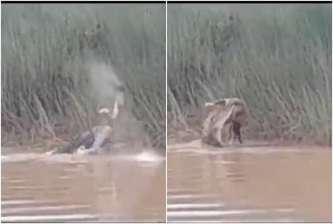 नदी में नहाती महिला को खा गया मगरमच्छ