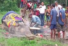 देश के सबसे बुजुर्ग हाथी की 89 साल की उम्र में मौत