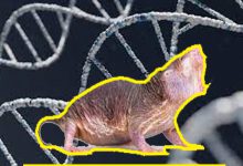 वैज्ञानिकों ने चूहों में दीर्घायु जीन की खोज की
