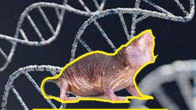 वैज्ञानिकों ने चूहों में दीर्घायु जीन की खोज की