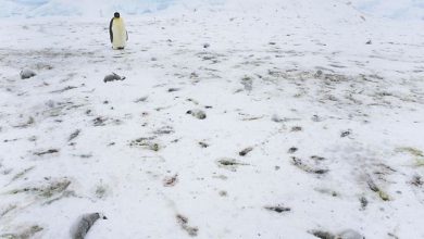 बर्फ पिघलने के कारण अंटार्कटिका में हजारों पेंगुइन मर गये