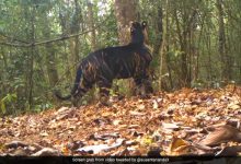उड़ीसा के सिमलीपाल में दुर्लभ प्रजाति का काला बाघ दिखा