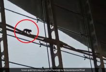 बंदर की हरकतों से हवाई अड्डे का काम काज बंद
