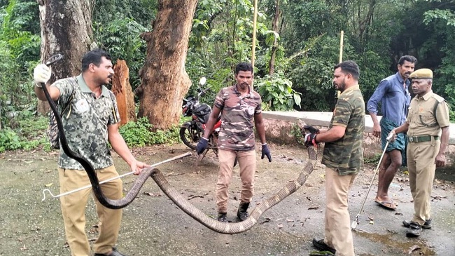 कन्याकुमारी के पंद्रह फुट लंबा किंग कोबरा को बचाया