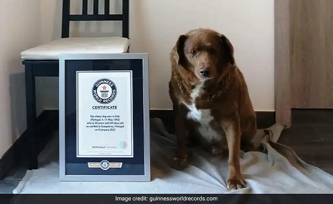 दुनिया के सबसे उम्रदराज कुत्ते की मौत