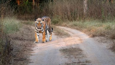 फिर से नेपाल के जंगलों में लौट रहे हैं बाघ