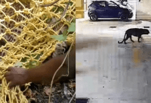 बेंगलुरु में आतंक बना तेंदुआ अंततः मारा गया, देखें वीडियो