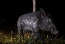 अमेरिकी इलाकों में कनाडा के जंगली सूअर