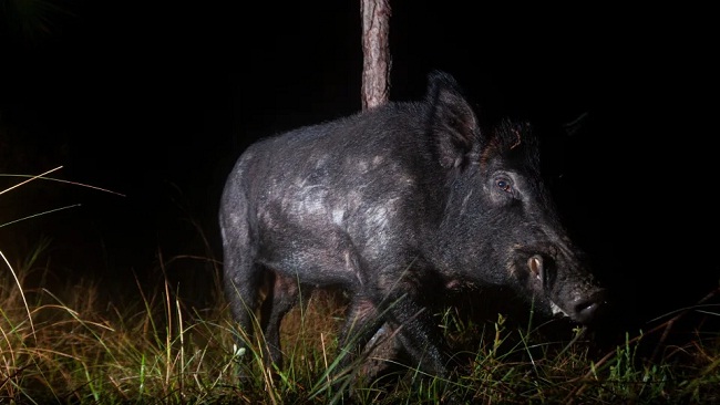 अमेरिकी इलाकों में कनाडा के जंगली सूअर