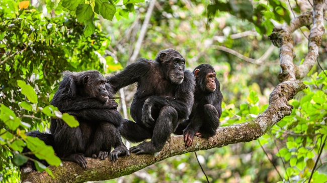 ऊपर से दुश्मनों पर नजर रखते हैं चिंपांजी