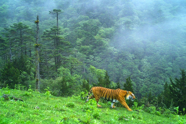 सिक्किम की पहाड़ियों पर पहली बार देखा गया बाघ